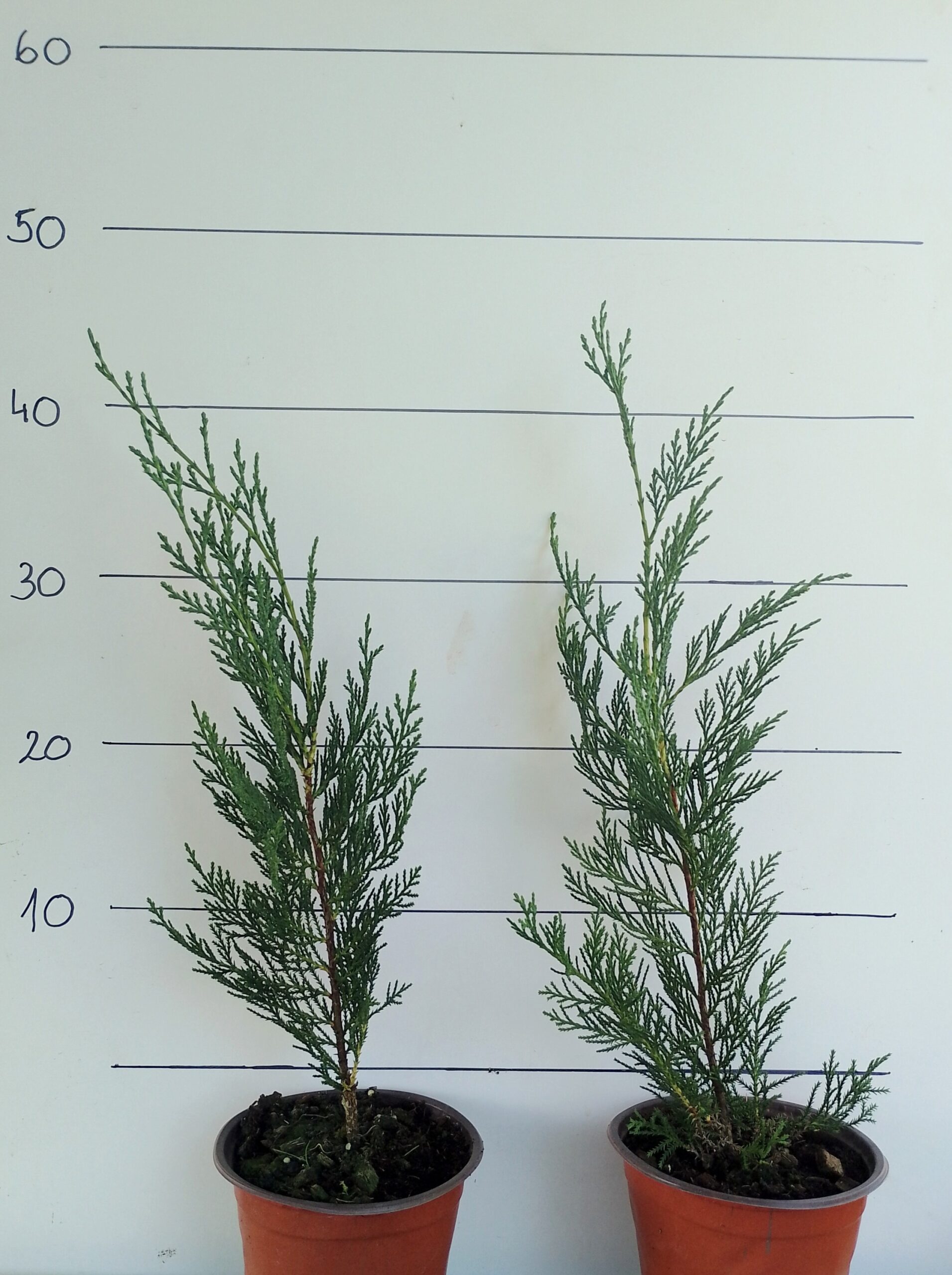 Leylandi Ciprus - Image 4