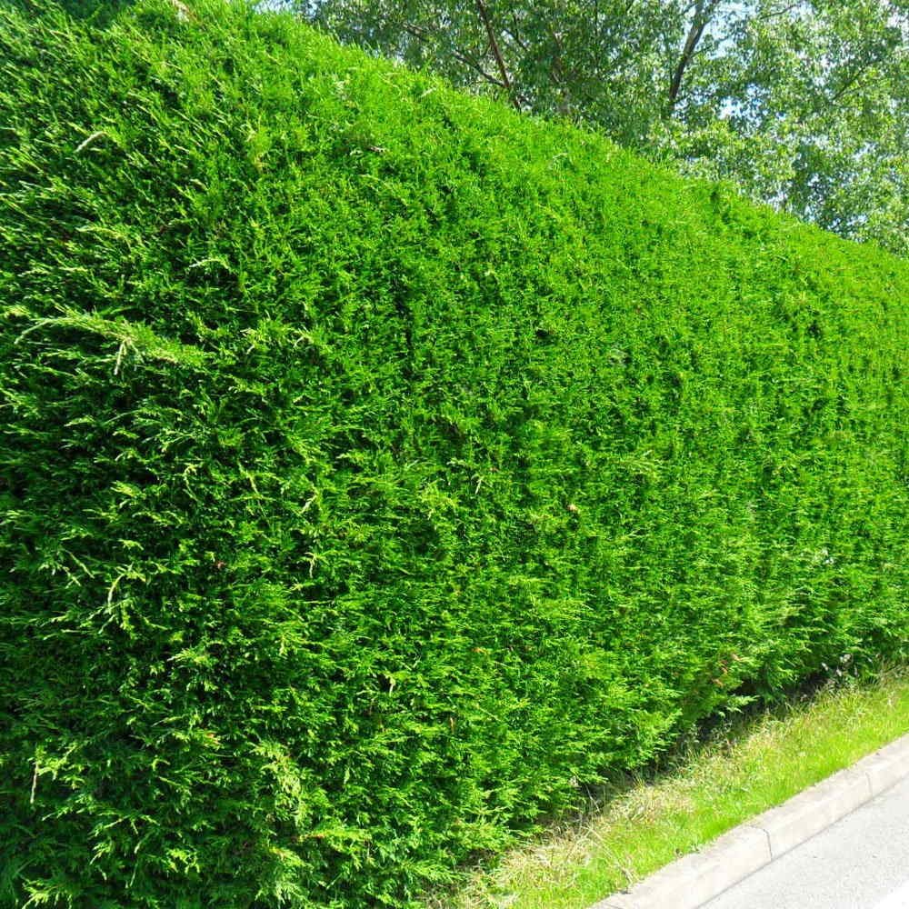 Rövid tudnivalók a Leylandi Ciprusról és mindent az ültetésről, gondozásról, metszéséről, permetezéséről és a különböző fajtákról.
