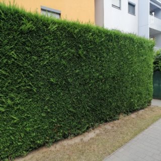 Leylandi ciprus 2001 gyors növekedésű örökzöld sövény