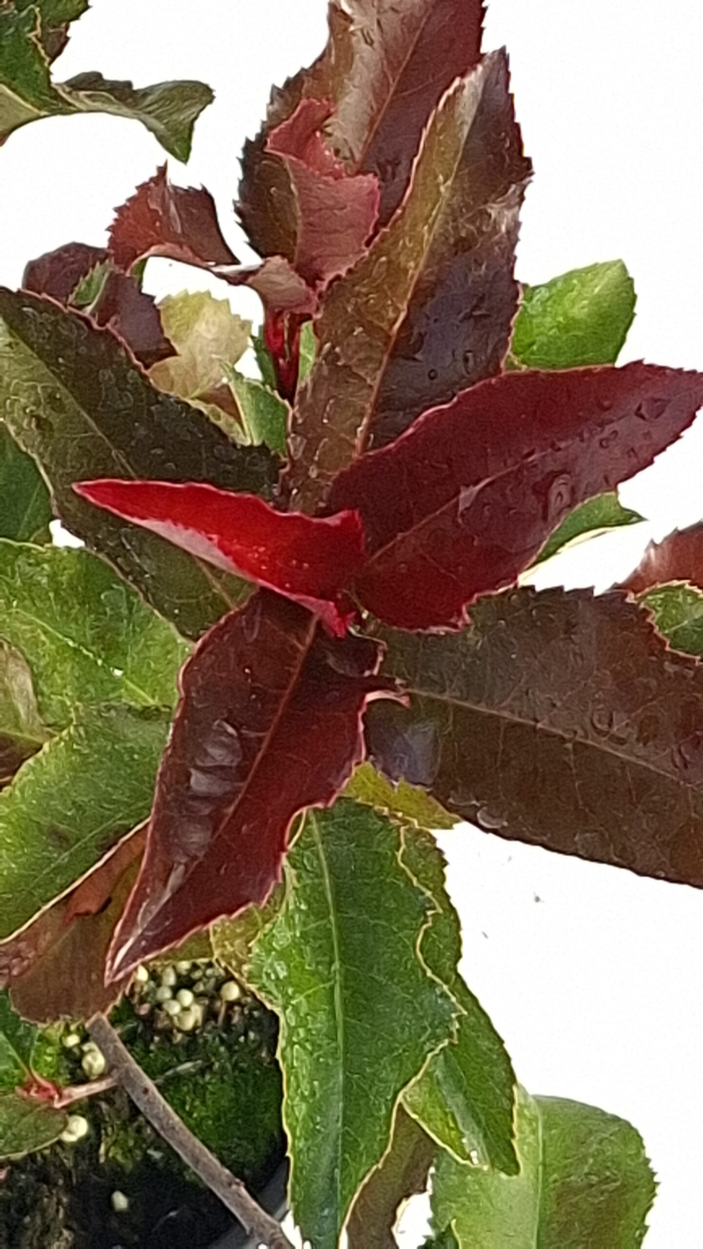 Photinia Magical Volcano korallberkenye sűrű, bokros növekedéssel és különleges vörösesbordó lombozattal.