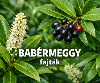 Babérmeggy fajták