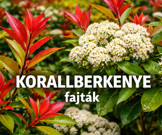 Korallberkenye fajták