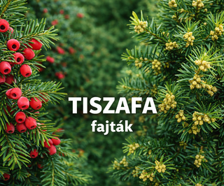 Tiszafa fajták