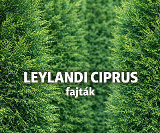 Leylandi Ciprus fajták