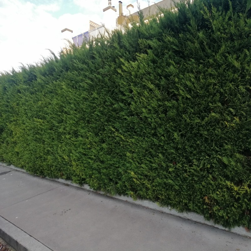 A Leylandi Ciprus (Cupressocyparis / Cupressus × leylandii) metszése egyszerre szükséges a forma, a tömörség és a növény egészségének megőrzéséhez.