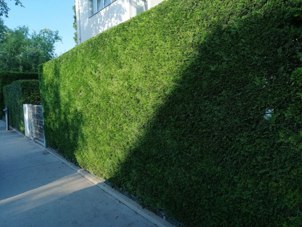 A Leylandi Ciprus (Cupressocyparis Leylandii, gyakran Cupressus Leylandii néven is) egy gyorsan növő, örökzöld tűlevelű növény-hibrid