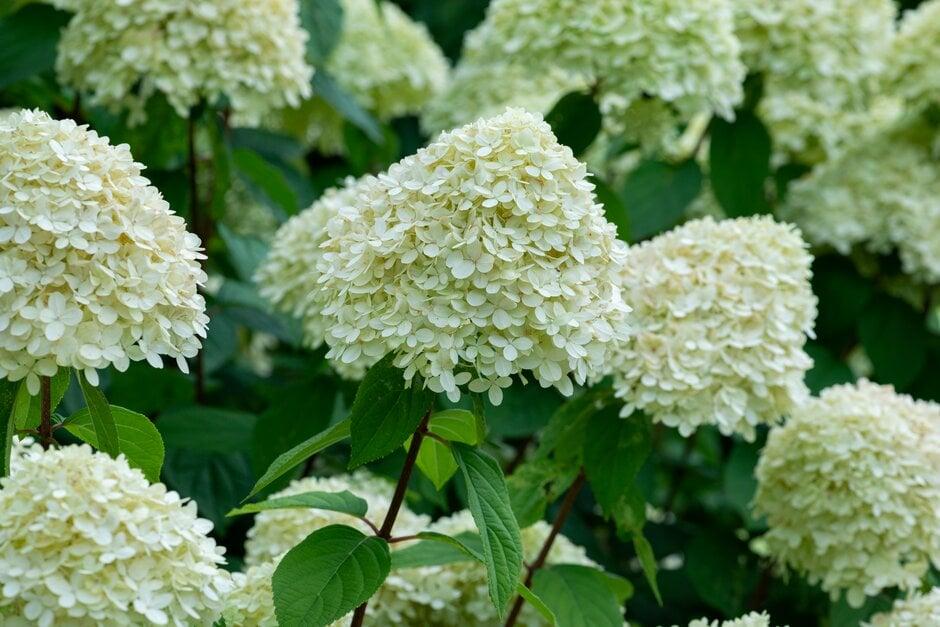 Bugás hortenzia ültetése és gondozása – Hydrangea paniculata virágzó bokor napos kerti környezetben.