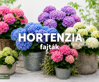 Hortenzia fajták