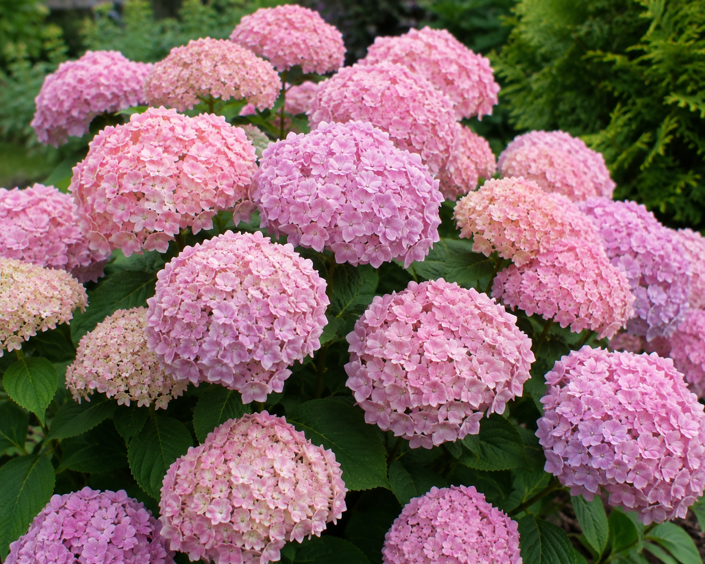 Kerti hortenzia Bouquet Rose nagy, rózsaszín virágzatokkal