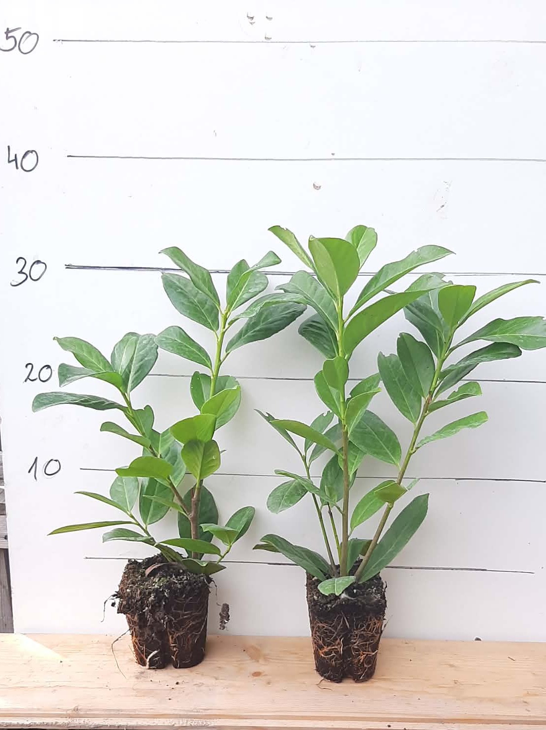 A 20-30 cm-es babérmeggy ültetése lépésről lépésre