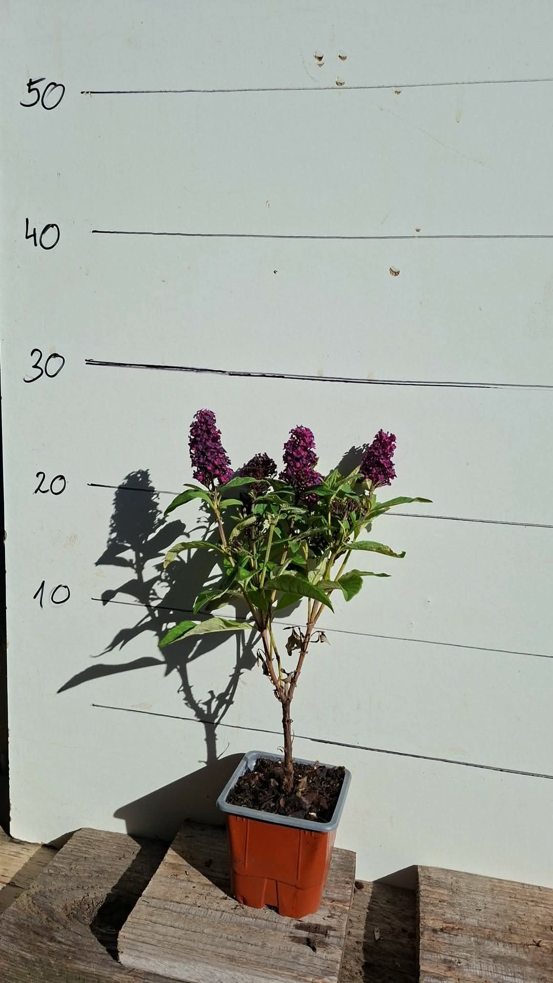 Törpe nyári orgona Little Magenta - Image 2
