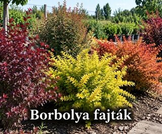 Borbolya fajták