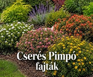 Cserjés Pimpó fajták
