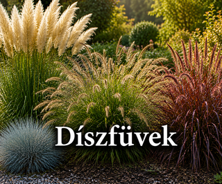 Díszfüvek