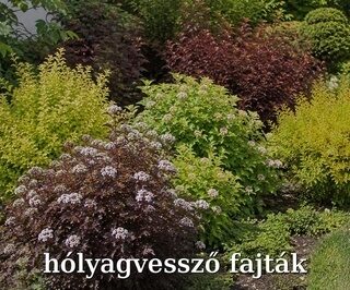 Hólyagvessző fajták