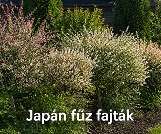 Japán fűz fajták