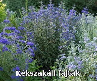 Kékszakáll fajták