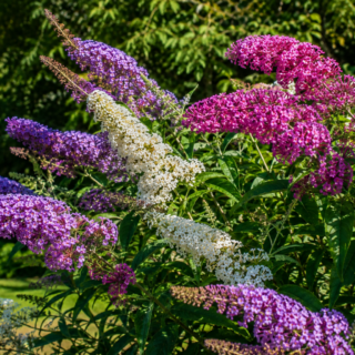 Buddleja davidii Tricolor háromszínű nyári orgona lila, rózsaszín és fehér virágokkal a kertben