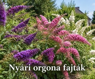 Nyári orgona fajták