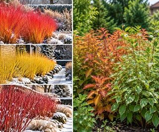 Som ( Cornus )-Díszsom Fajták