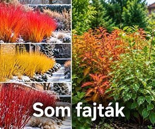Som ( Cornus )-Díszsom Fajták
