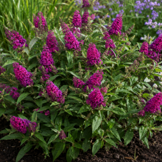 Buddleja davidii Butterfly Candy® Little Magenta törpe nyári orgona élénk magenta virágokkal, dús lombozattal és kompakt habitussal a kertben