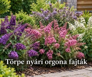 Törpe nyári orgona fajták