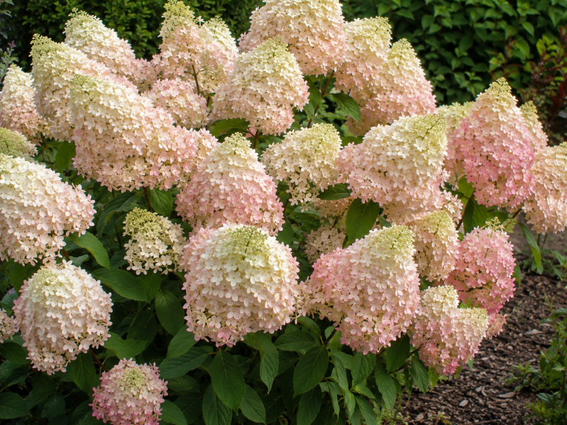 Phantom bugás hortenzia – Hydrangea paniculata cserepes növény