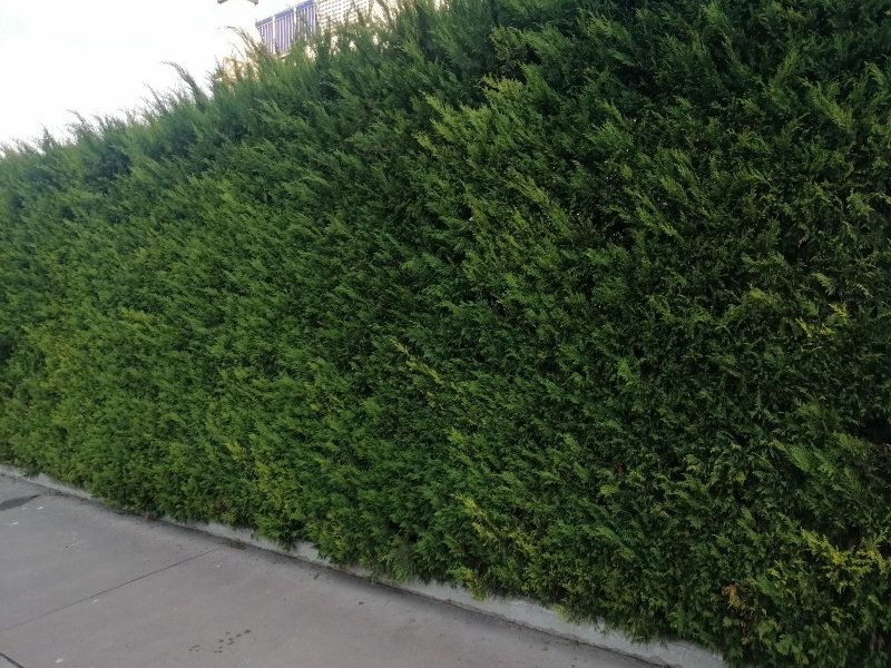 Leylandi ciprus gyors növekedésű örökzöld sövény