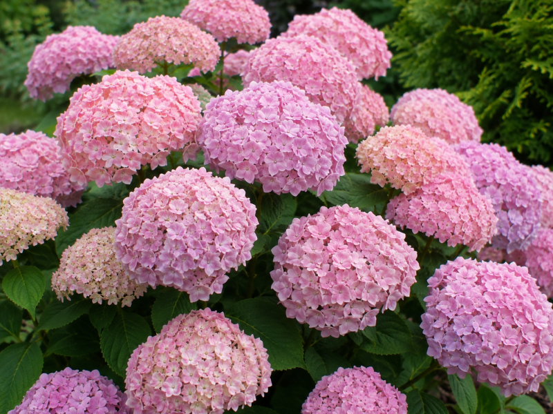 Kerti hortenzia Bouquet Rose nagy, rózsaszín virágzatokkal