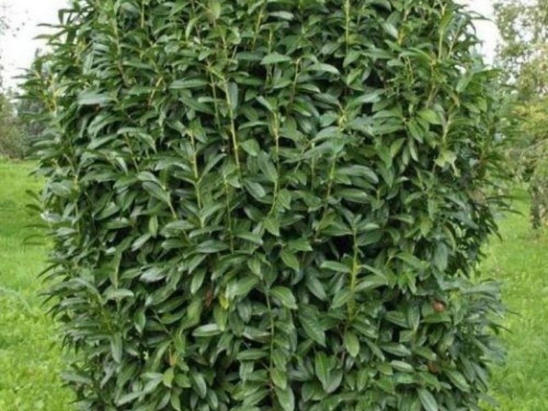 Babérmeggy Genolia (Prunus laurocerasus) oszlopos, ellenálló fajta. Ideális sövény telepítéshez.